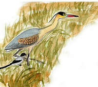 Whistling Heron