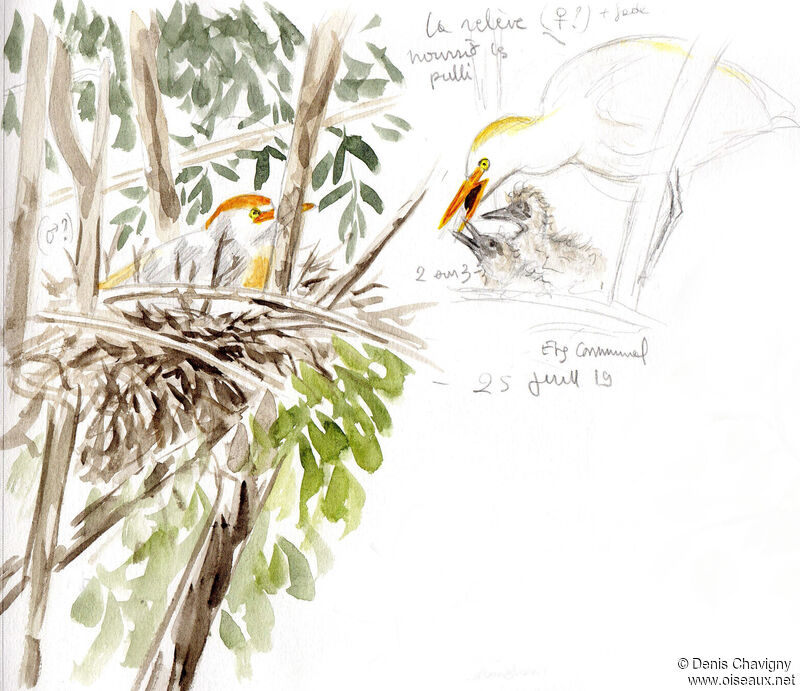 Western Cattle Egret, habitat, Reproduction-nesting