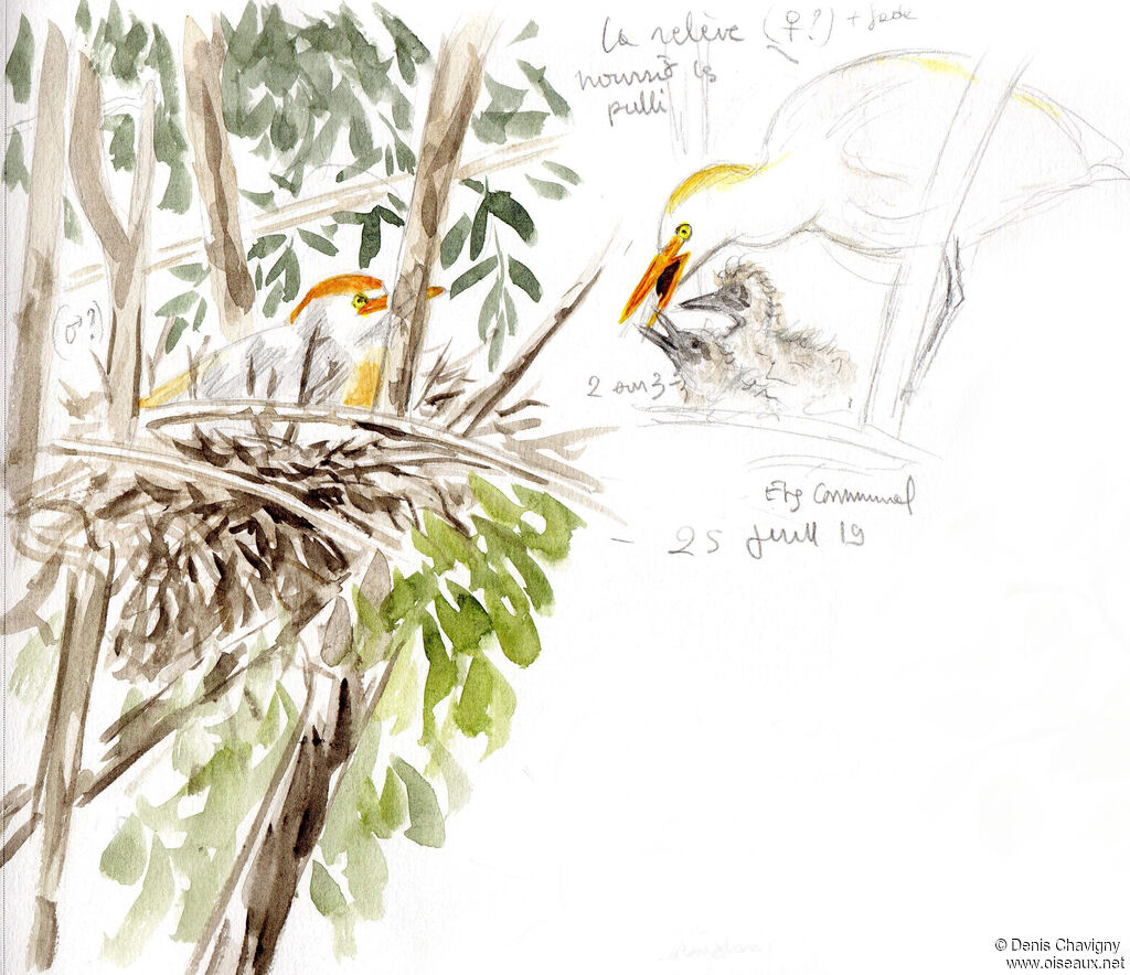 Western Cattle Egret, habitat, Reproduction-nesting