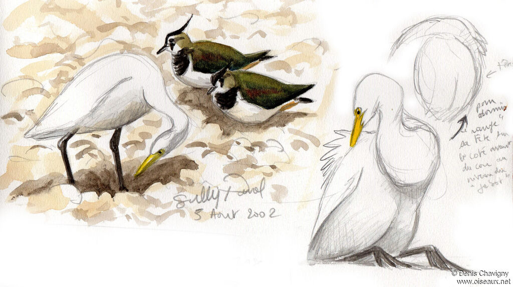 Western Cattle Egret, care