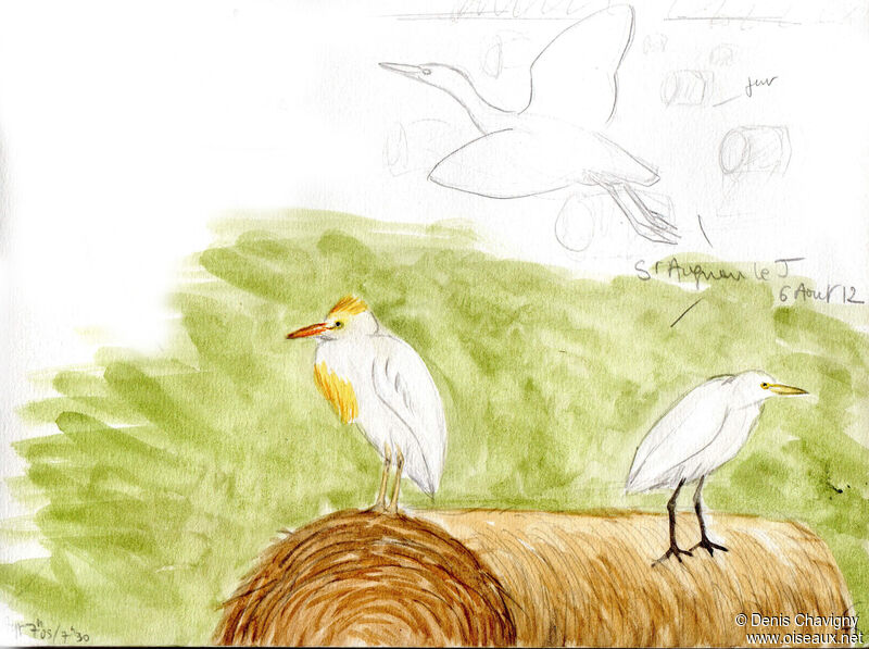 Western Cattle Egret, habitat