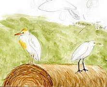 Western Cattle Egret