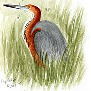 Goliath Heron