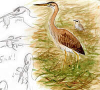 Purple Heron