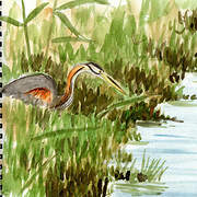 Purple Heron