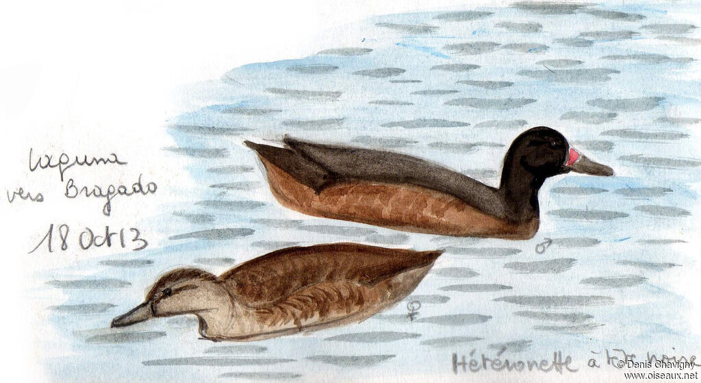 Black-headed Duckadult, habitat