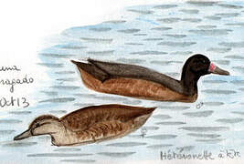 Black-headed Duck