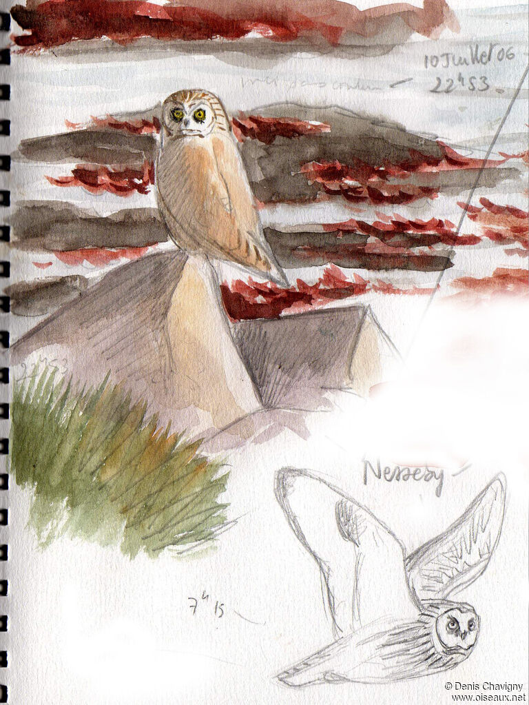 Short-eared Owl, habitat