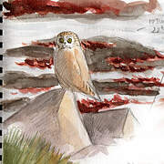 Short-eared Owl