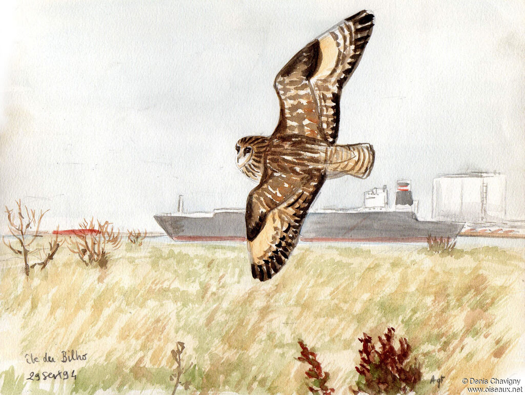 Short-eared Owl, Flight