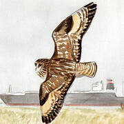 Short-eared Owl