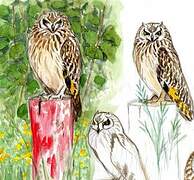 Short-eared Owl