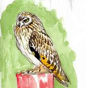 Hibou des marais