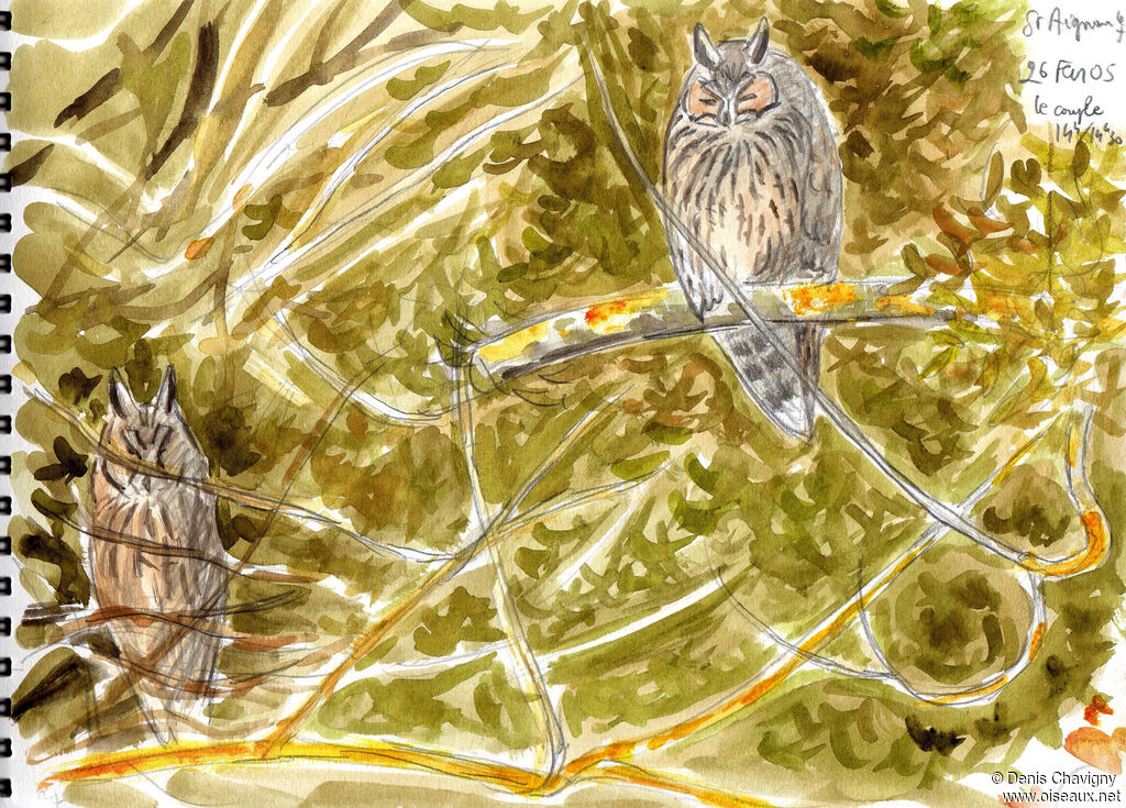 Long-eared Owladult, habitat