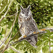 Long-eared Owl