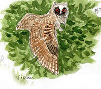 Long-eared Owl