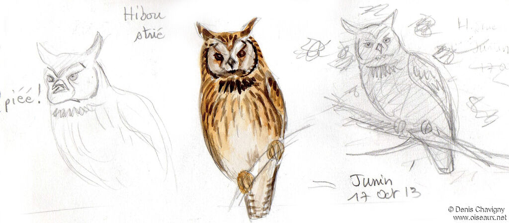 Striped Owl, identification