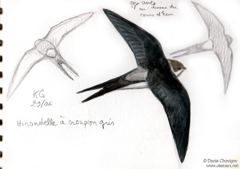 Grey-rumped Swallow, Flight