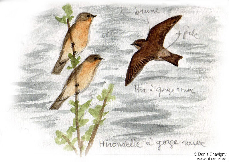 Southern Rough-winged Swallow, habitat