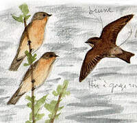 Southern Rough-winged Swallow