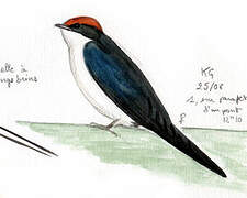 Wire-tailed Swallow