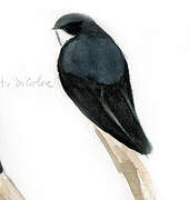 Tree Swallow