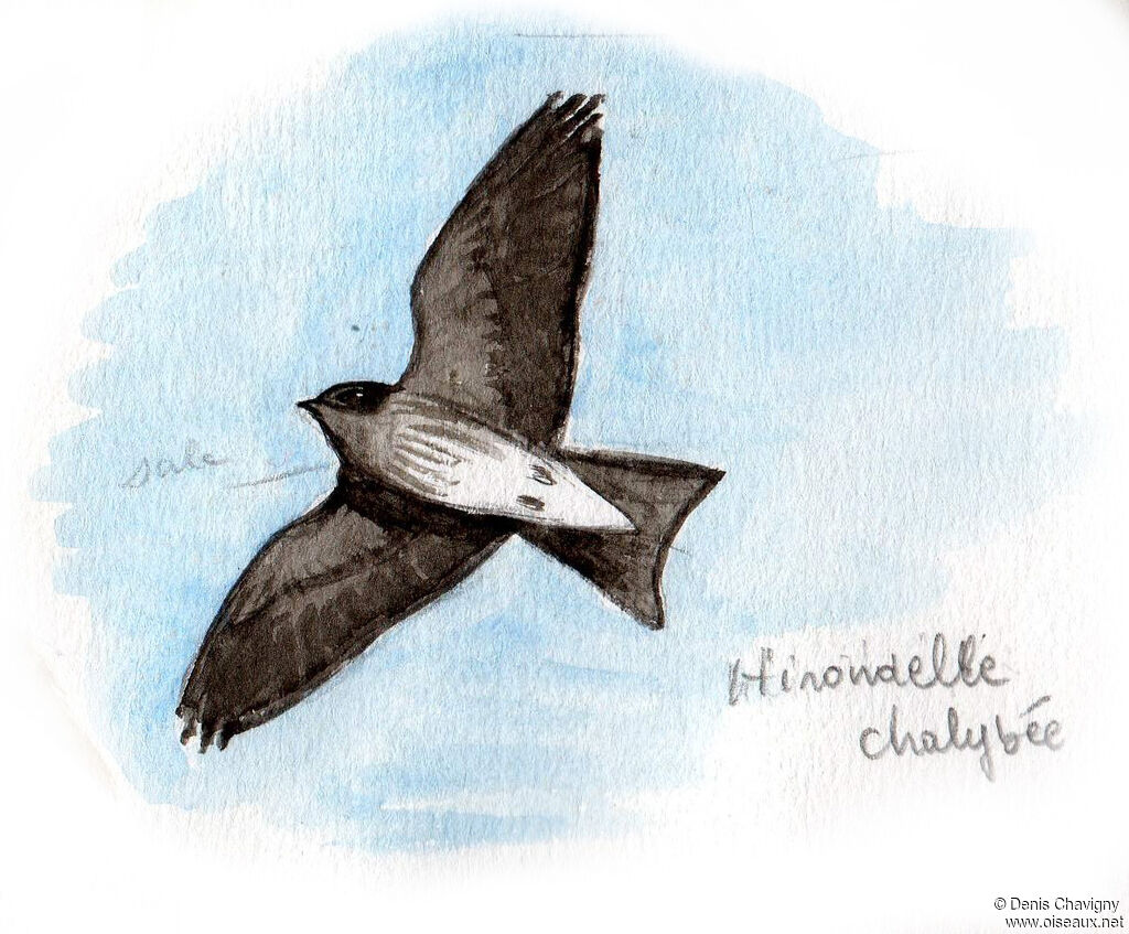 Hirondelle chalybéeadulte, Vol