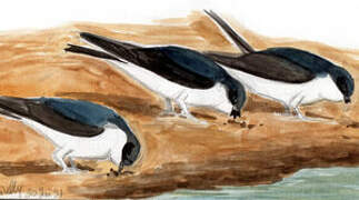 Western House Martin