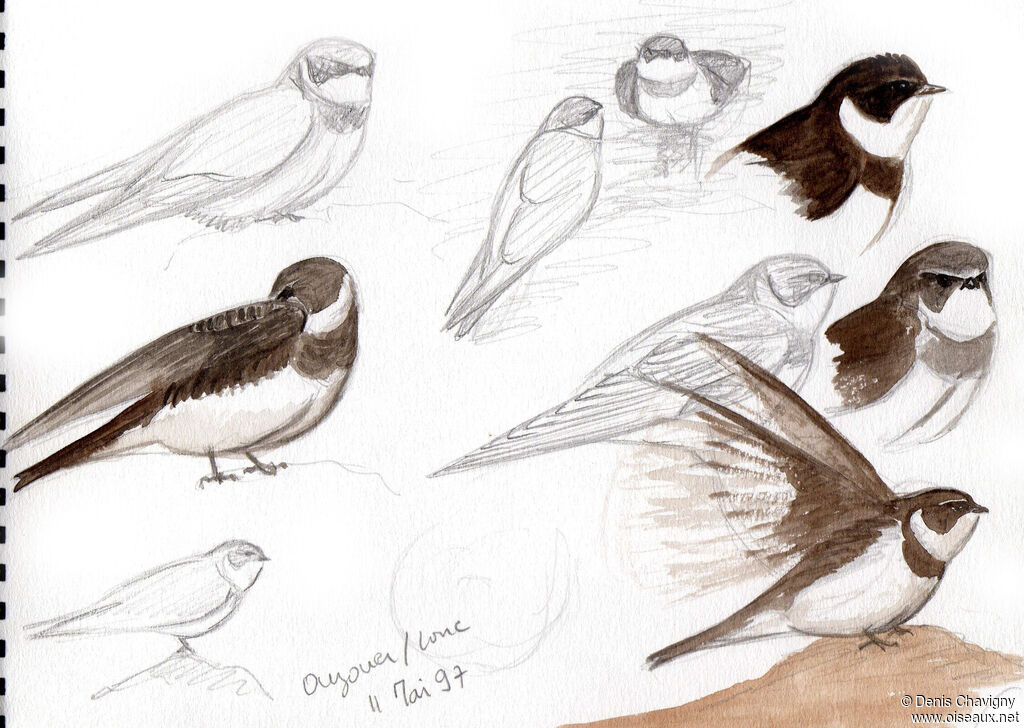 Sand Martin, habitat, care, Reproduction-nesting, colonial reprod.