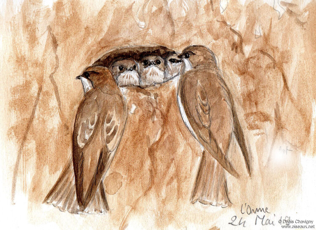 Sand Martin, habitat, Reproduction-nesting, colonial reprod.