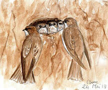 Sand Martin