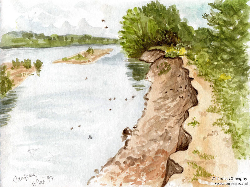 Hirondelle de rivage, habitat, Nidification, r. coloniale