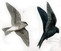 Purple Martin