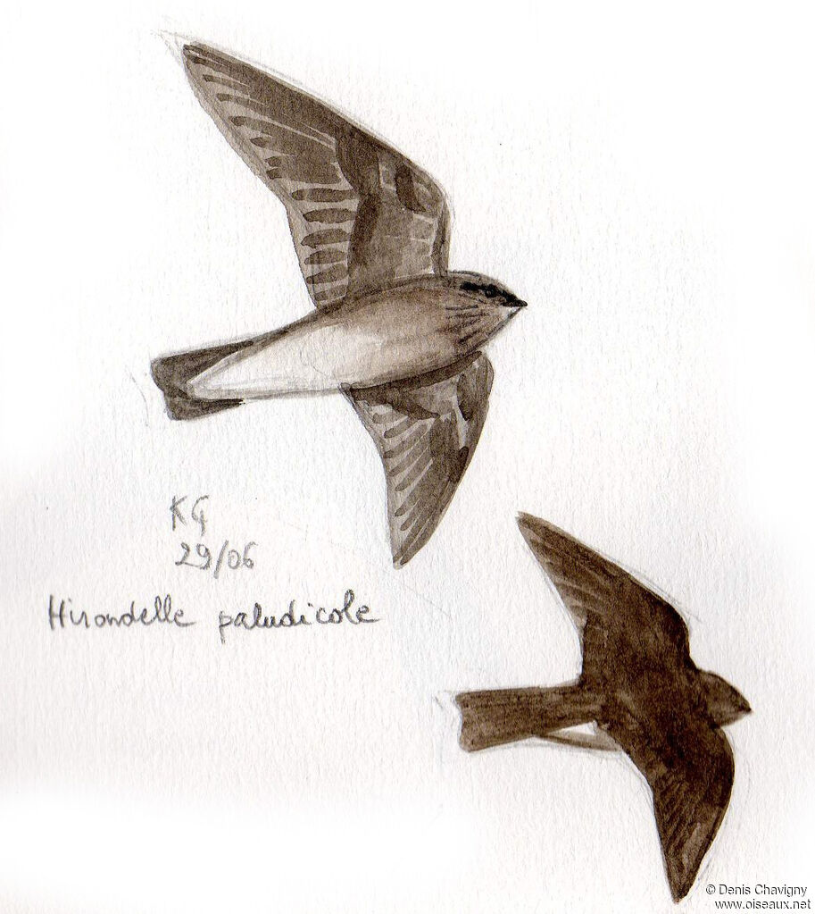 Brown-throated Martin, Flight