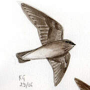 Brown-throated Martin