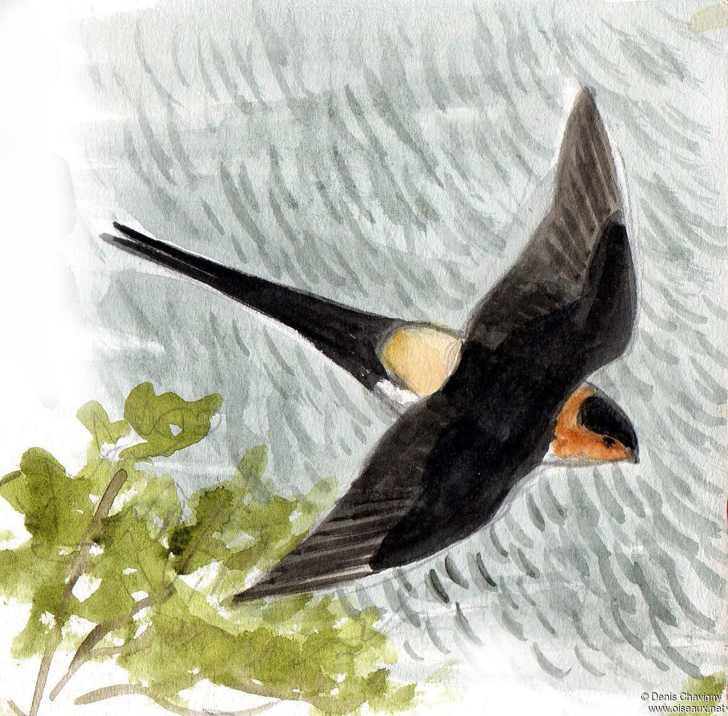 European Red-rumped Swallowadult, Flight