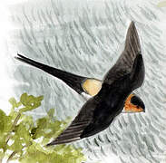 Red-rumped Swallow