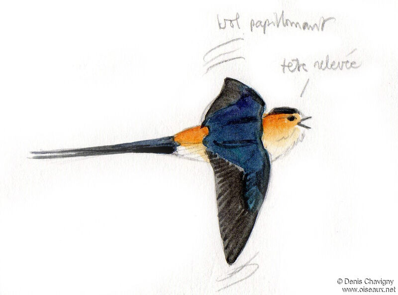Red-rumped Swallow male adult breeding, song