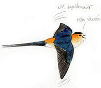 Red-rumped Swallow