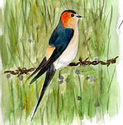 Red-rumped Swallow