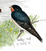 Barn Swallow