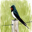 Hirondelle rustique