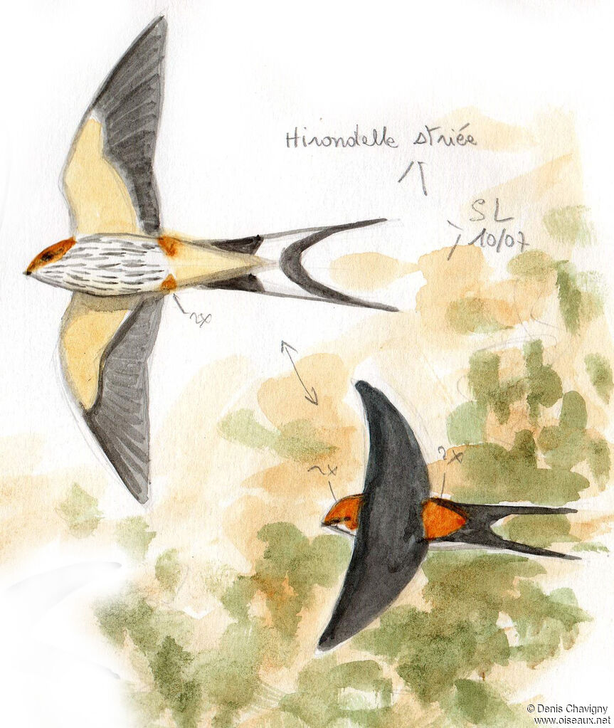 Hirondelle striéeadulte, Vol