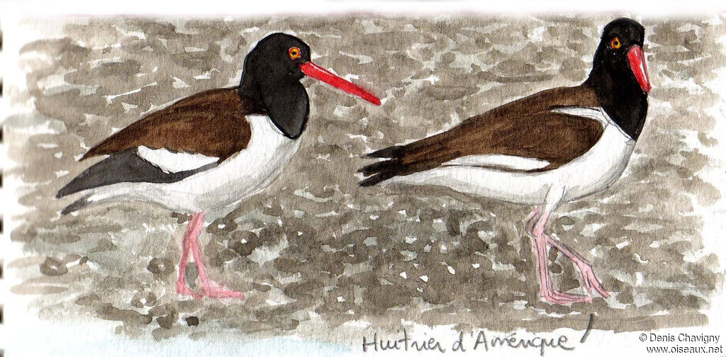 American Oystercatcher, habitat