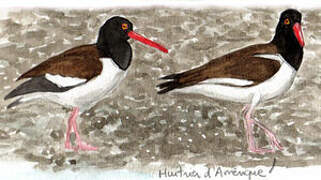 American Oystercatcher