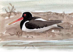 Eurasian Oystercatcher