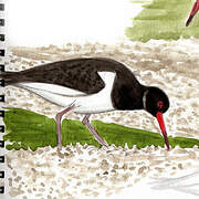 Eurasian Oystercatcher