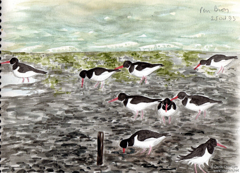 Eurasian Oystercatcher, habitat