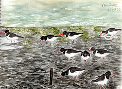 Eurasian Oystercatcher