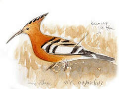 African Hoopoe